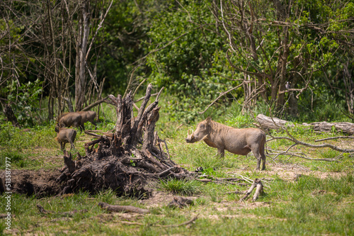 A common warthog in Murchison Falls National Park