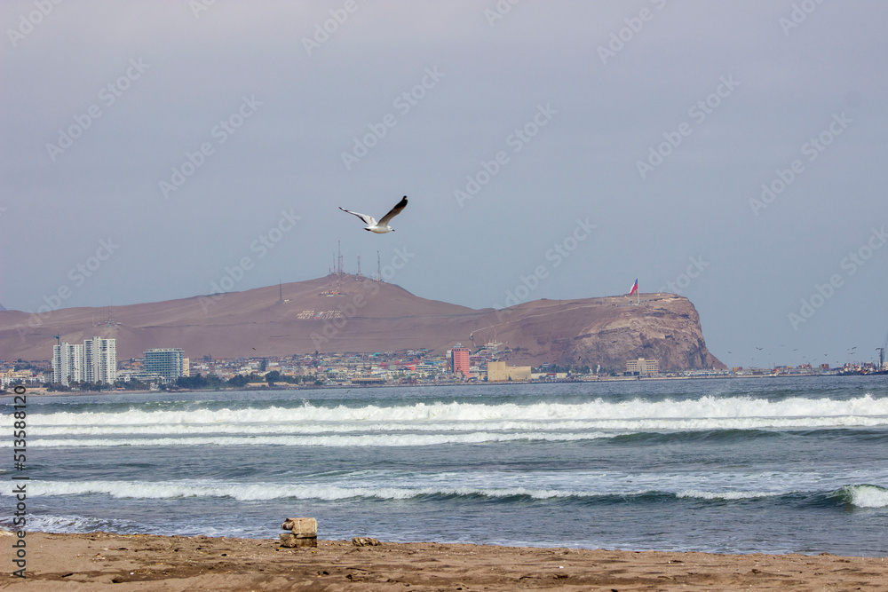 Fototapeta premium seagulls on the beach