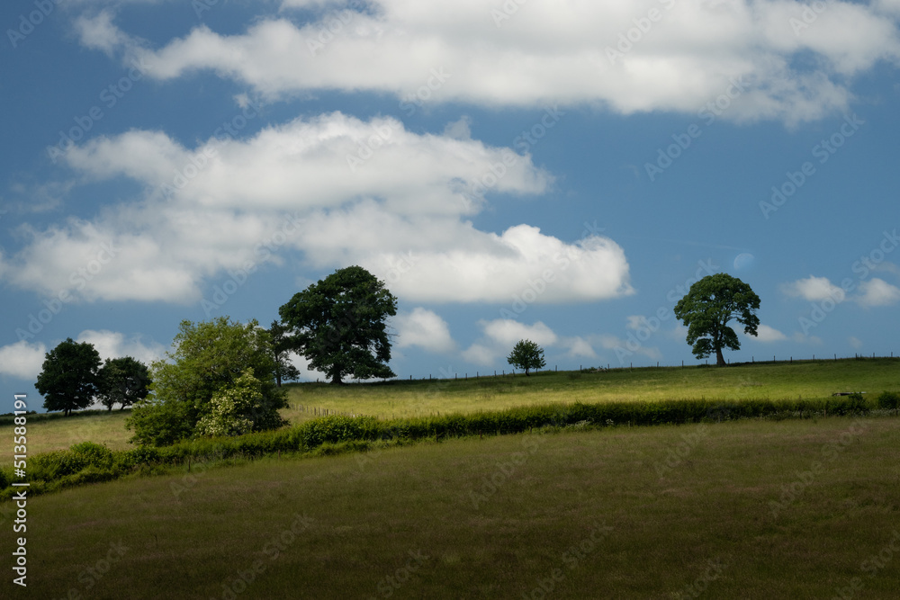 Naklejka premium Trees on hill shadowed by clouds