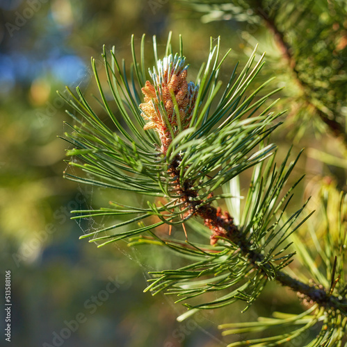 Scotch pine Pinus sylvestris male pollen flowers on a tree growing in a evergreen coniferous forest in Denmark. Flowers growing on a pine tree branch. Closeup of needles and bud on a twig in nature
