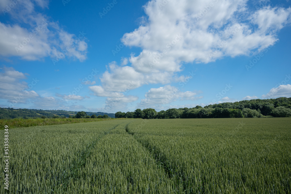 Barley crop with tractor lines in the field under blue sky and clouds in Wales Barley crop with tractor lines in the field under blue sky and clouds in Wales