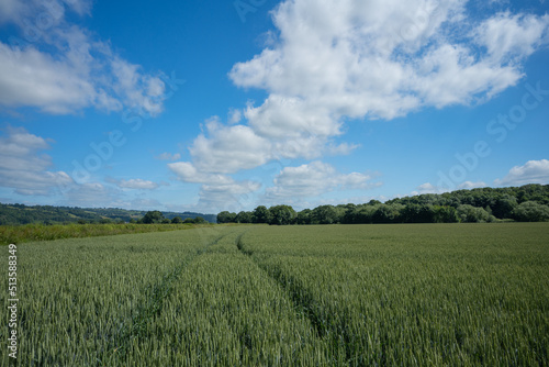 Barley crop with tractor lines in the field under blue sky and clouds in Wales