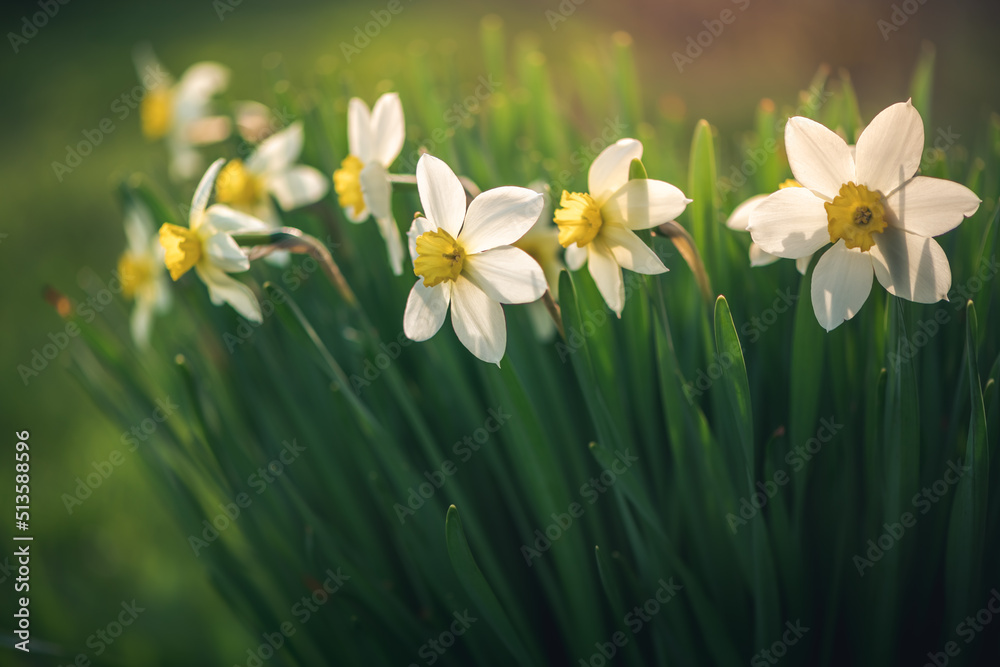 beautiful spring flowers white daffodils outdoors beautiful spring flowers white daffodils outdoors