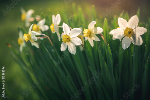 Fototapeta Naklejka Na Ścianę i Meble -  beautiful spring flowers white daffodils outdoors