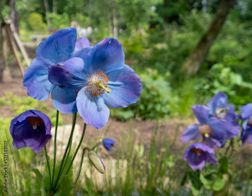 Meconopsis, Himalayan Blue Poppy, photographed in the RHS Bridgewater garden, Salford, Manchester, UK.