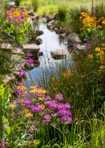 Colourful candelabra primulas growing in the Chinese streamside garden at RHS Bridgewater, Salford UK. photo