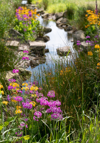 Colourful candelabra primulas growing in the Chinese streamside garden at RHS Bridgewater, Salford UK. photo