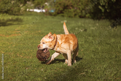 a fawn Labrador plays with a ball on a walk photo