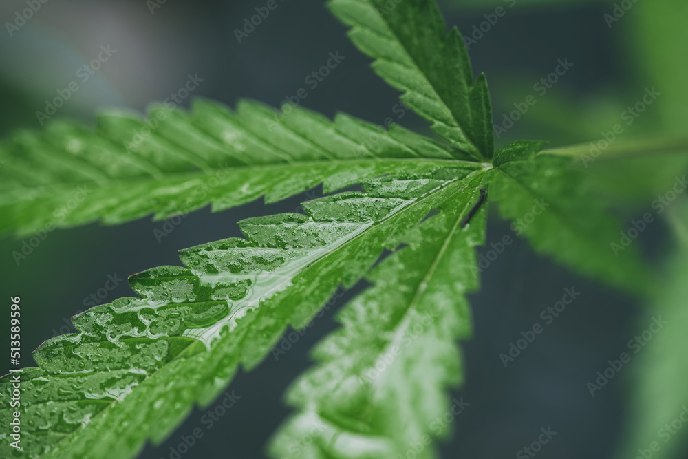 Marijuana seedlings have a drop of water. herb , Green leaf Marijuana seedlings have a drop of water. herb , Green leaf