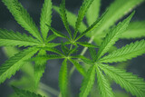 Marijuana seedlings have a drop of water. herb , Green leaf