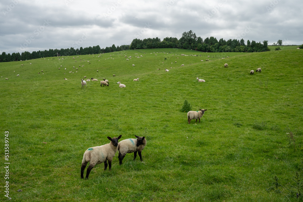 Sheep with black legs and head stand on the grass of a green pasture in Wales