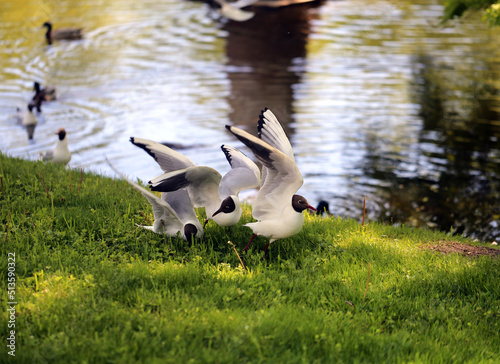 White gulls in a park © tanor27