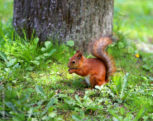 Photo of a red squirrel eating a nut
