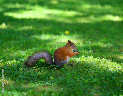 Photo of a red squirrel eating a nut
