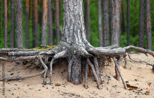 Photo roots of pine trees