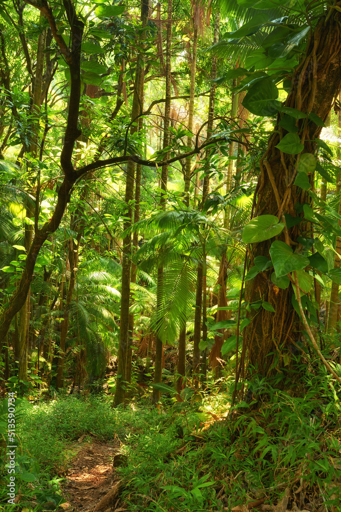 Obraz premium Trees of the green lush rainforest in Hawaii, USA. Footpath through a jungle forest as the sun peeks through trees in the summertime. Rays light into organic forest. Nature wood in the countryside