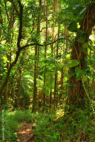 Trees of the green lush rainforest in Hawaii, USA. Footpath through a jungle forest as the sun peeks through trees in the summertime. Rays light into organic forest. Nature wood in the countryside © SteenoWac/peopleimages.com
