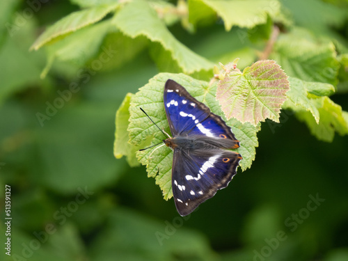 Canvas Print Purple emperor butterfly resting on a leaf