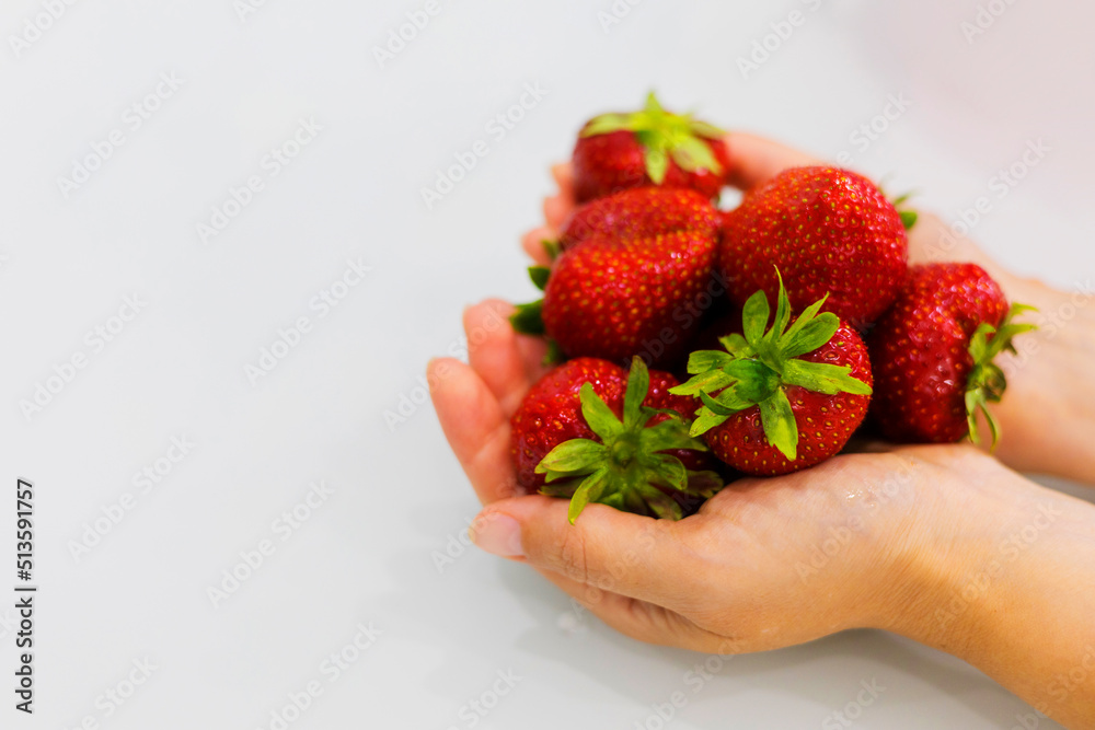 Obraz premium female hands holding a large handful of ripe very large strawberries on a gray background