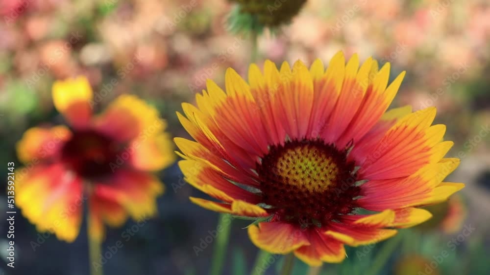 yellow-red gaillardia flowers sway in the wind. background blurred, daytime yellow-red gaillardia flowers sway in the wind. background blurred, daytime