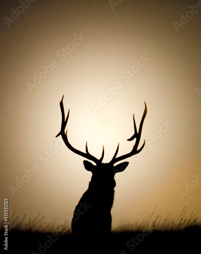 Elk Silhouette