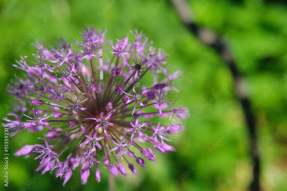 purple ball flower decorative onion close-up on a green background in the meadow purple ball flower decorative onion close-up on a green background in the meadow