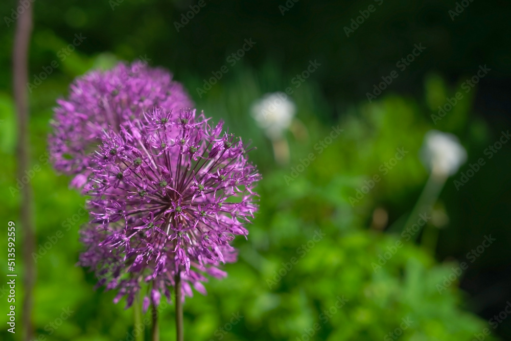 Violet ball flowers decorative onion closeup on the background of green grass in the garden Violet ball flowers decorative onion closeup on the background of green grass in the garden