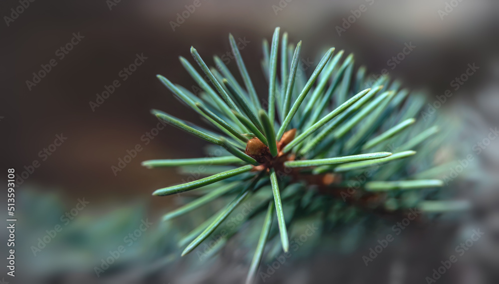 needles, coniferous branch, focus on the crown and blurred natural background around