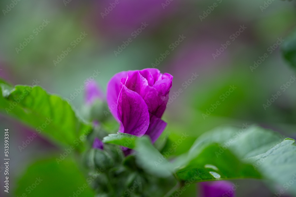 close-up of a mallow flower. Medicinal and edible plant close-up of a mallow flower. Medicinal and edible plant