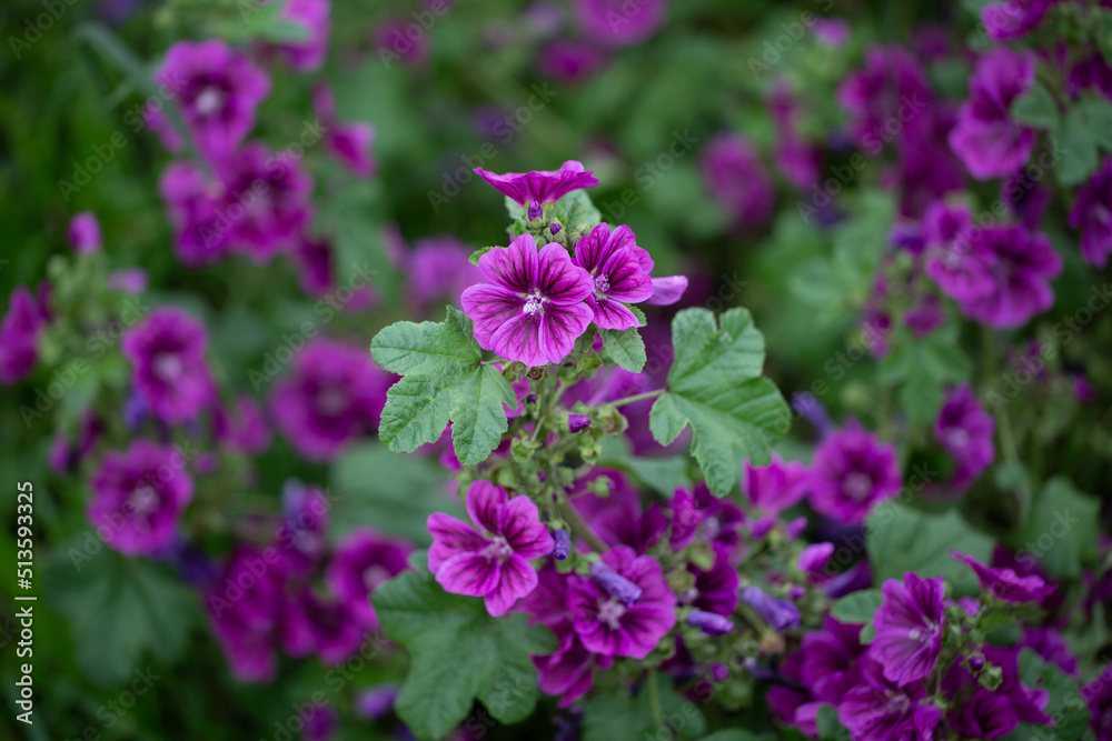 plant with mallow flowers in the garden. Edible and medicinal flower plant with mallow flowers in the garden. Edible and medicinal flower