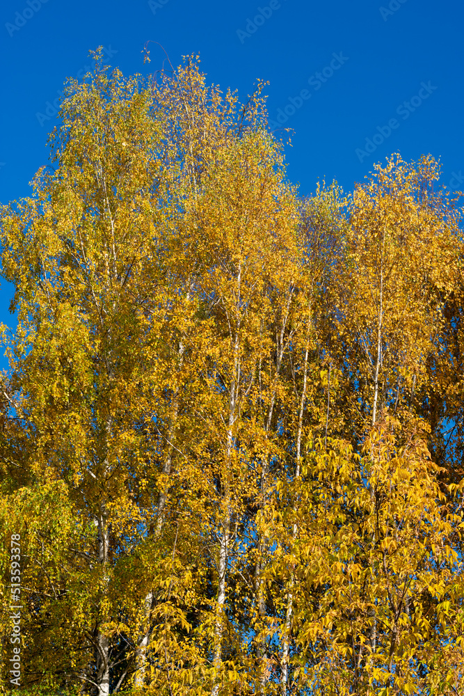 Vertical photo of autumn trees tops in forest in warm sunny day with clear blue sky. Birches in fall time