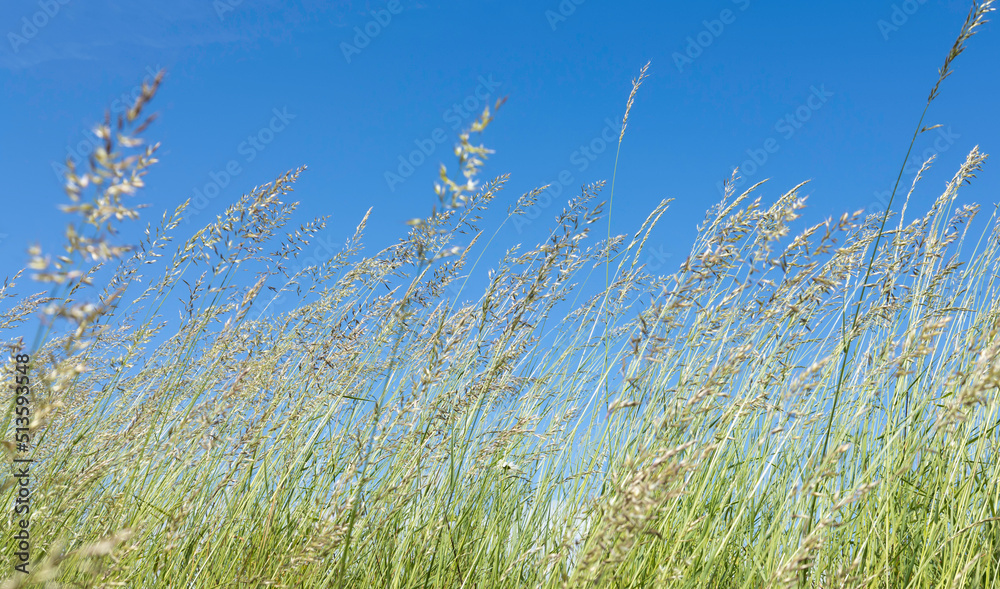 Unfocus and blurred of beautiful fresh green grass blooming and blue sky background, sunny in the meadow, in sommer season