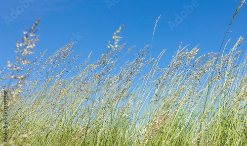 Unfocus and blurred of beautiful fresh green grass blooming and blue sky background  sunny in the meadow  in sommer season