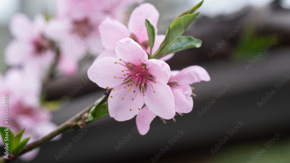 Fototapeta premium cherry blossom
