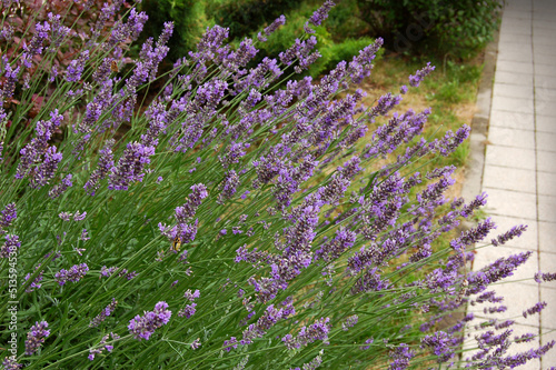 Blooming lavender in a flower bed