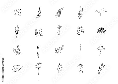 plants in hand draw style