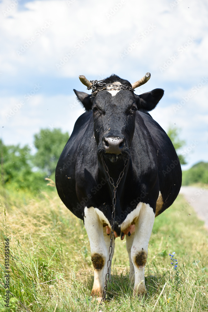 Pregnant black cow on pasture,Ukrainian landscape.Milky black and white cow