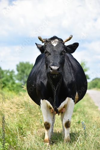 Pregnant black cow on pasture Ukrainian landscape.Milky black and white cow