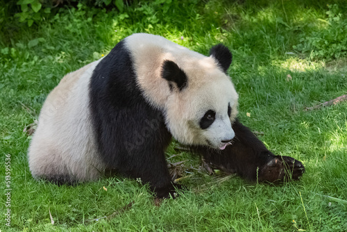 Fototapeta Naklejka Na Ścianę i Meble -  Young giant panda eating bamboo in the grass, portrait
