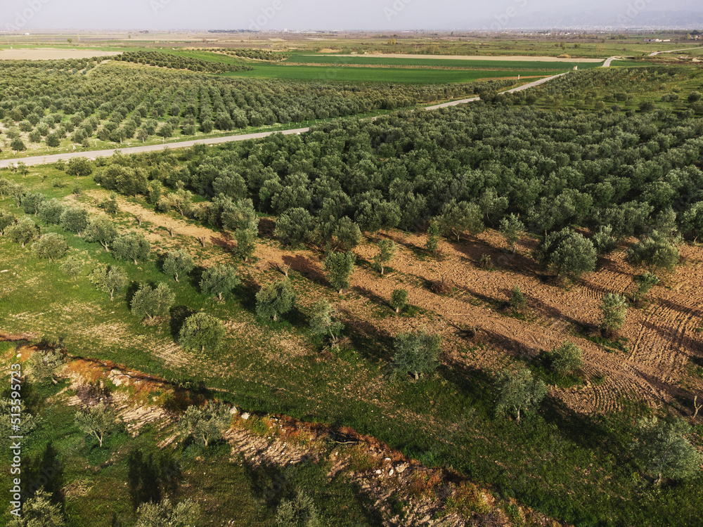 Aerial landscape view of an olive field