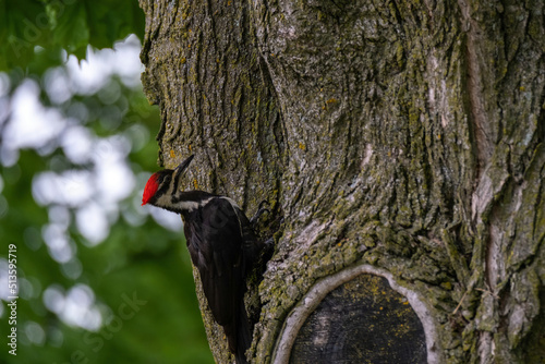 Pileated woodpecker pecking on side of a tree