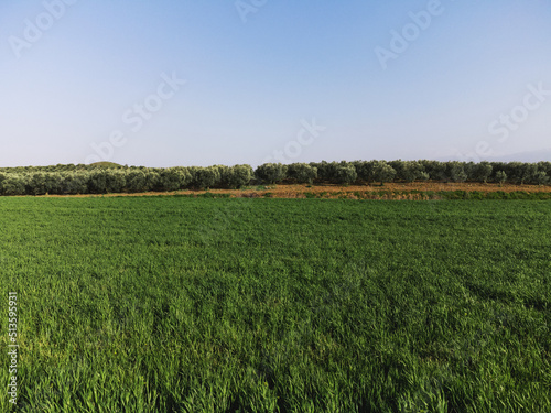 Olive field behind the grass © ardasavasciogullari
