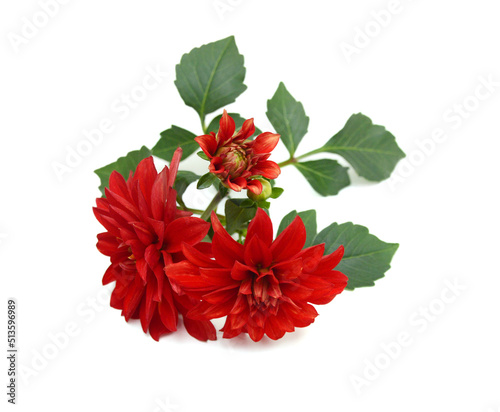 Beautiful Pink Nancilee Dahlia Flower with Yellow Center Isolated on White Background or Aster Family