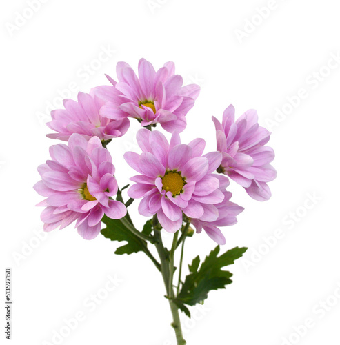 Chrysanthemum flowers head isolated on white