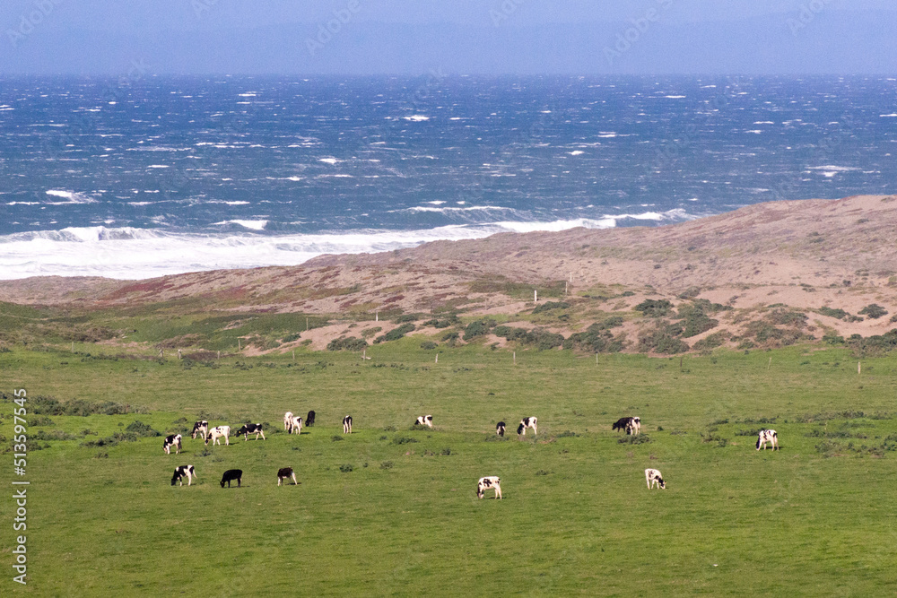 Cows out to pasture on the ocean at Point Reyes National Seashore