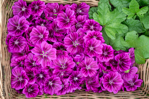 Tableau sur toile mallow flowers in a basket