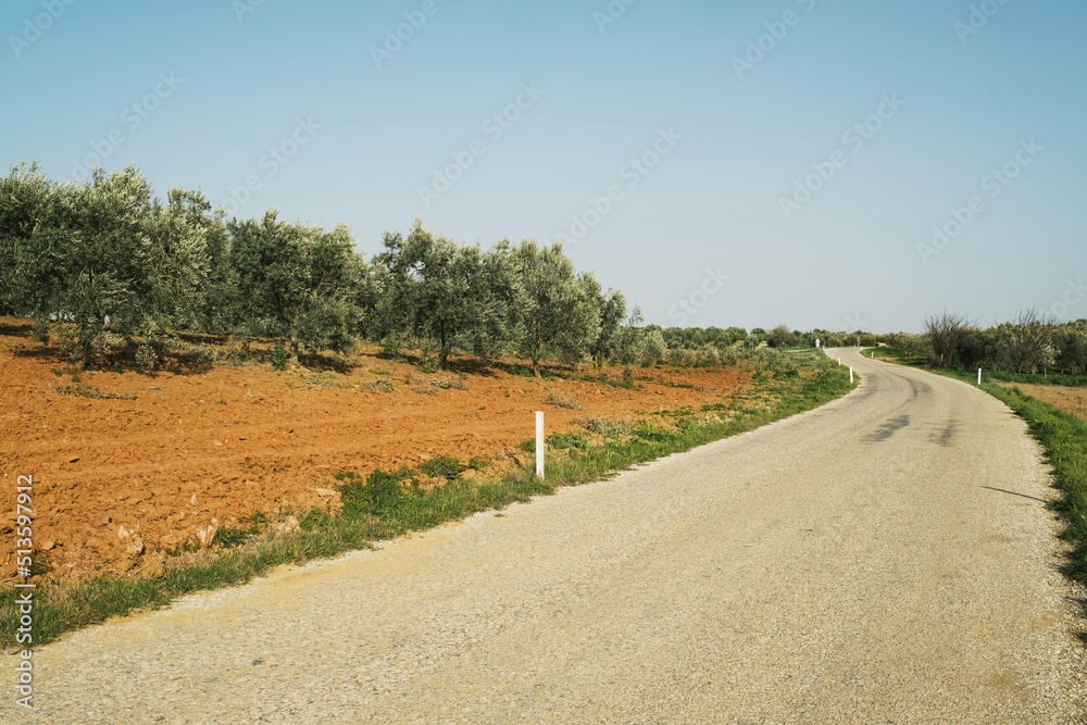Fototapeta premium A view of road between green