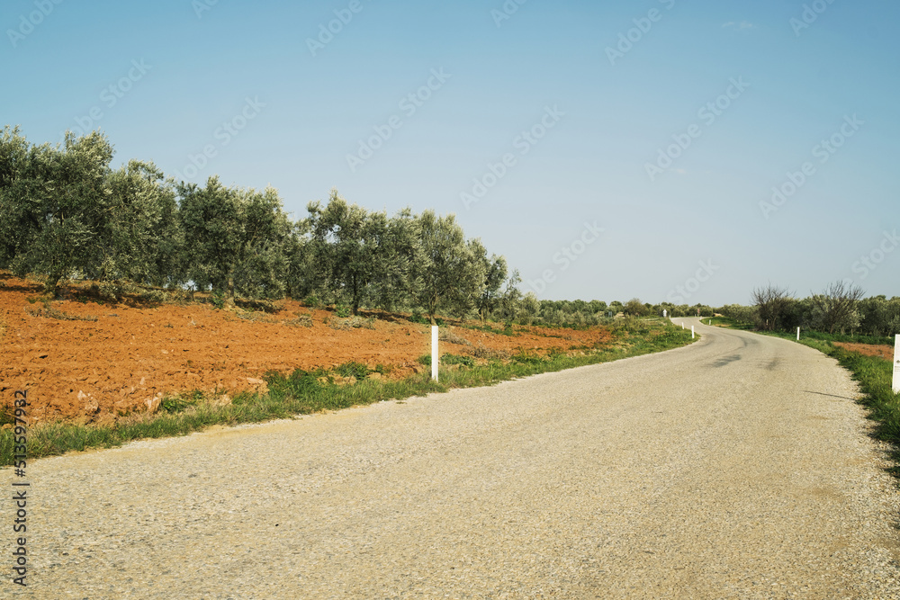 Fototapeta premium A view of road between green
