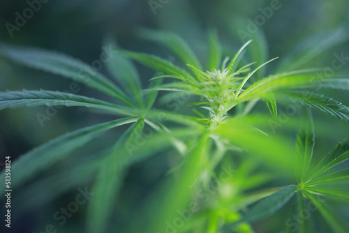 Thai hemp buds before harvest indoor grow buds cannabis Macro shot with sugar trichomes. concepts of grow and use of marijuana cbd thc medicinal. Concepts of legalizing herbs weed