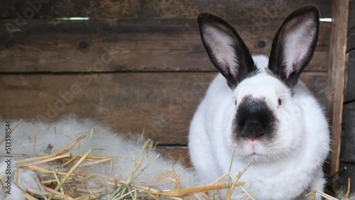 White rabbit head with black ears and black nose.  photo